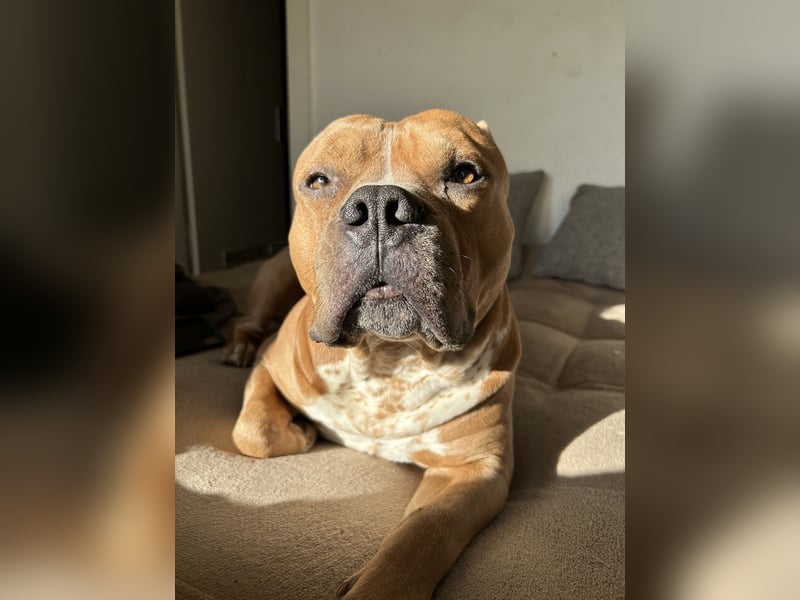 Englische Bulldogge Hektor – imposanter Deckrüde mit einzigartigem Traumcharakter