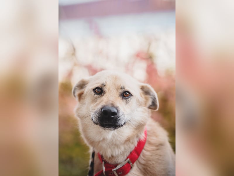 Skye treue seele sucht ....