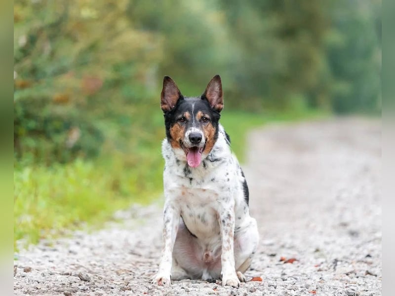 Liebevoller Miron sucht seine menschen