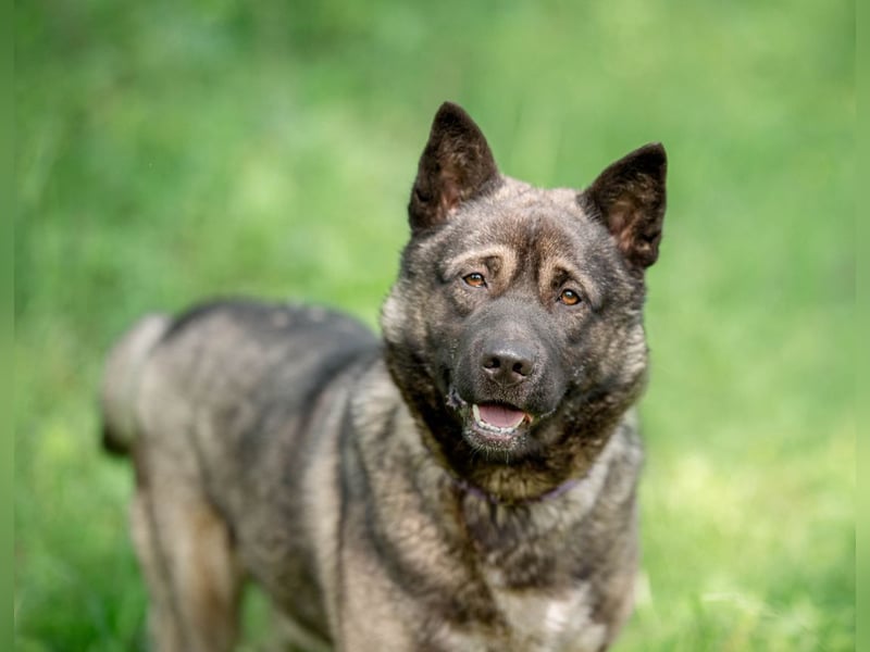 Aquila, der perfekte Hund mit besonderen Bedürfnissen sucht eine Familie