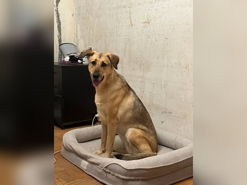 Tuchka - die sanfte Seele mit stolzem Auftreten sucht Ihr Zuhause!