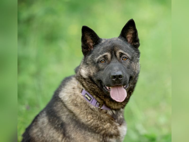 Aquila, der perfekte Hund mit besonderen Bedürfnissen sucht eine Familie