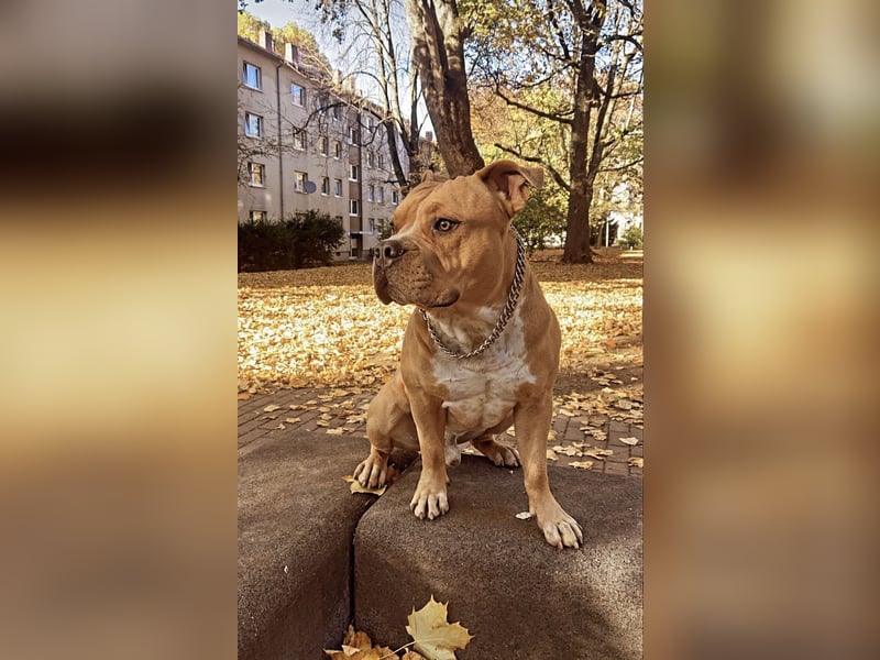 Englische Bulldogge Hektor – imposanter Deckrüde mit einzigartigem Traumcharakter