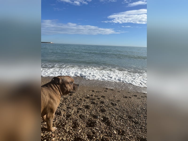 Englische Bulldogge Hektor – imposanter Deckrüde mit einzigartigem Traumcharakter