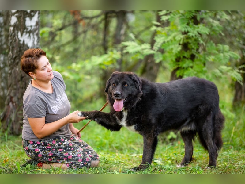 Der große und ruhige Baikal sucht eine Familie