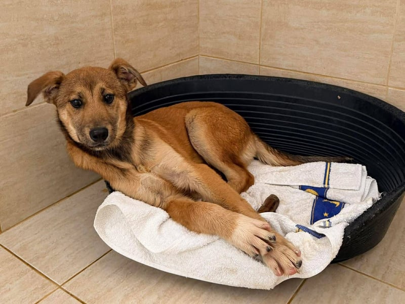 Kiki - liebevolles Zuhause gesucht ❤️