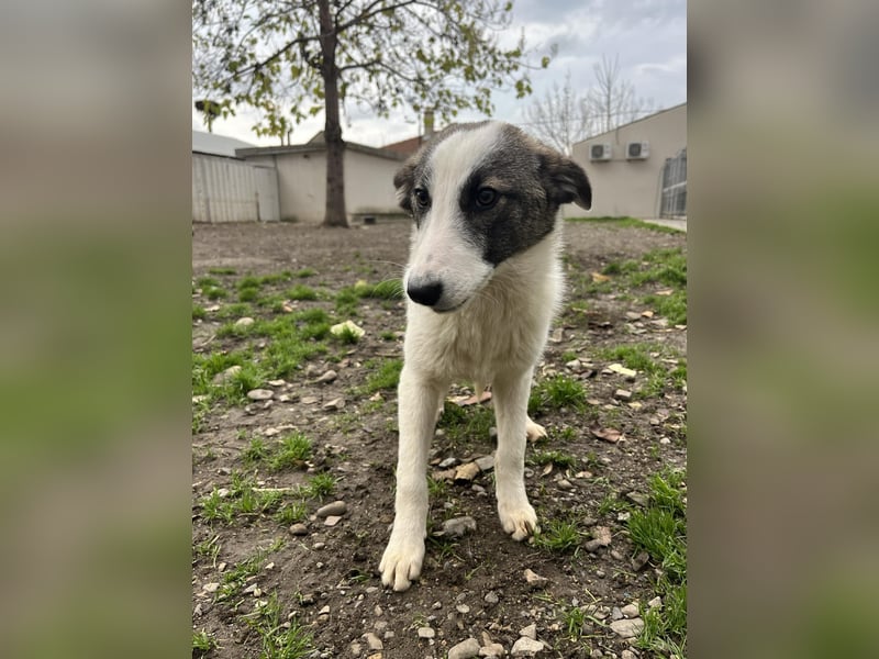 Ricky - Kleine Fellnase mit großem Herzen sucht Dich❤️