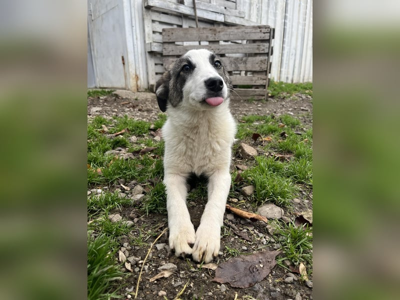 Ricky - Kleine Fellnase mit großem Herzen sucht Dich❤️