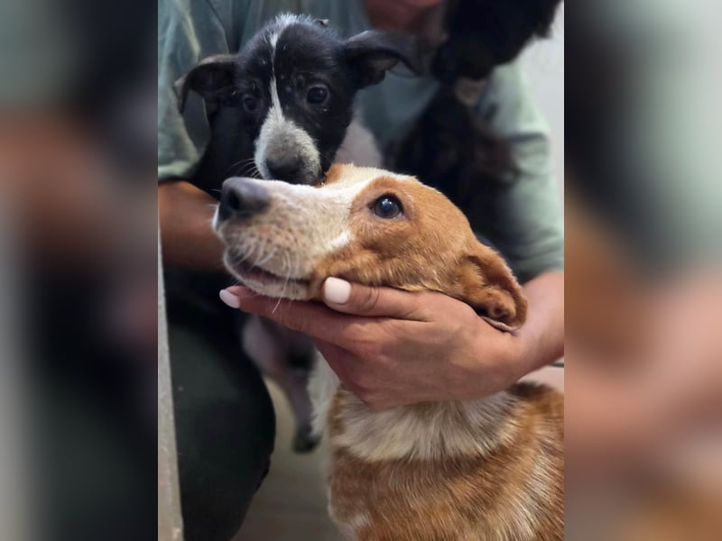 Quixi - Liebevolle Hundemama sucht ihr Zuhause ❤