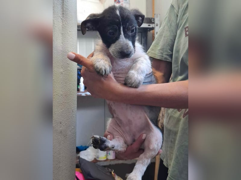Queenie - auf der Suche nach ihrem Glück ❤