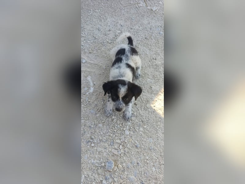 Kleiner Logan sucht sein Für-immer-Zuhause -❤