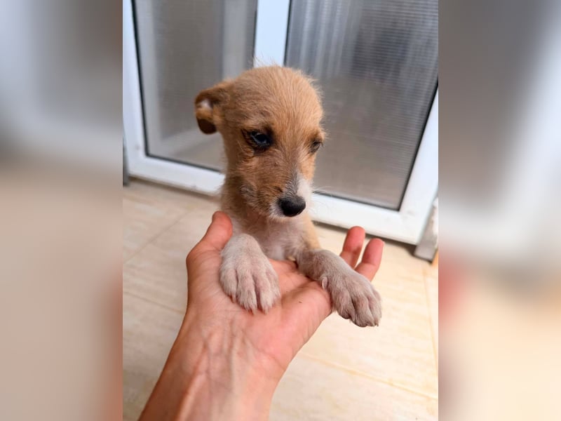 Scruffy – kleiner Welpe sucht ein liebevolles Zuhause ❤
