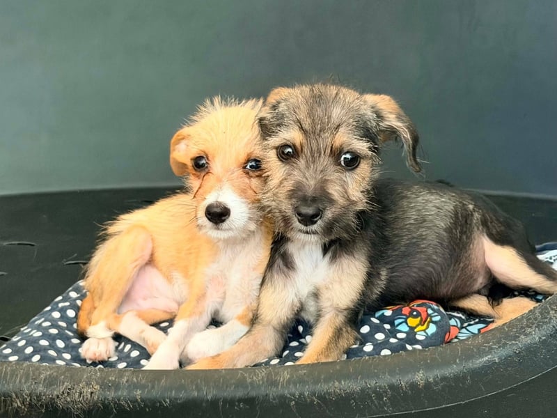 Scruffy – kleiner Welpe sucht ein liebevolles Zuhause ❤