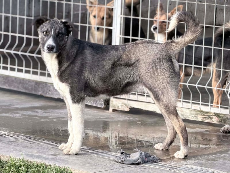 Raiko - Kleiner neugieriger Schatz auf der Suche nach liebevollen Menschen ❤️