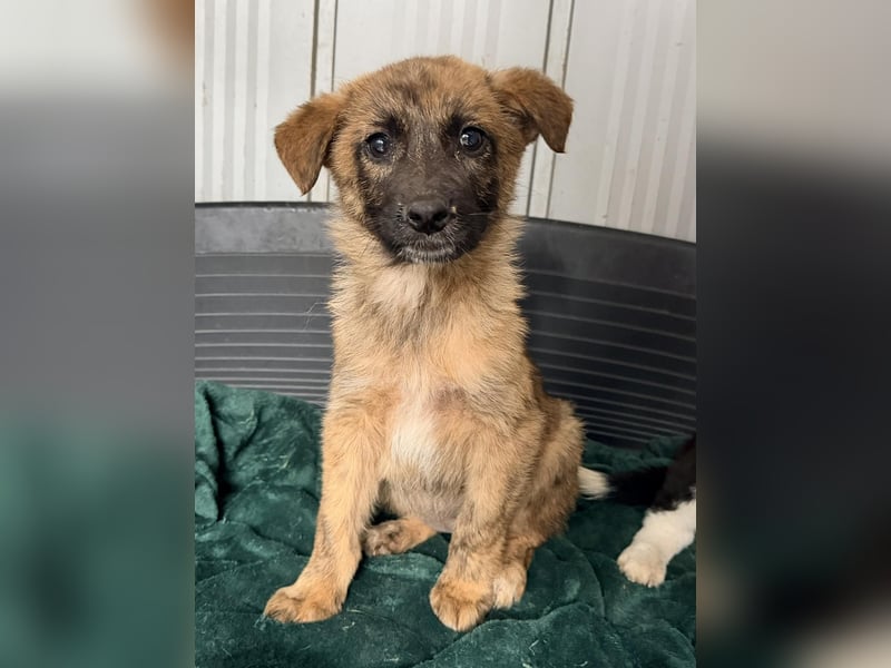 Ida - Kleines Welpenmädchen sucht liebevolles Zuhause ❤