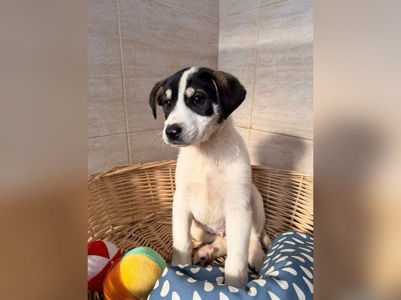 Kleiner Ivo sucht liebevolles Zuhause❤️