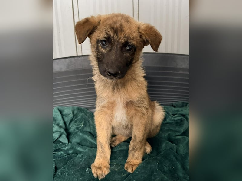 Ida - Kleines Welpenmädchen sucht liebevolles Zuhause ❤