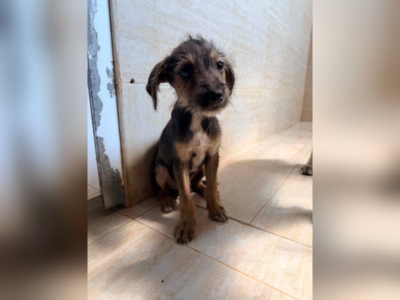 Scottie auf der Suche nach seinem großen Glück ❤