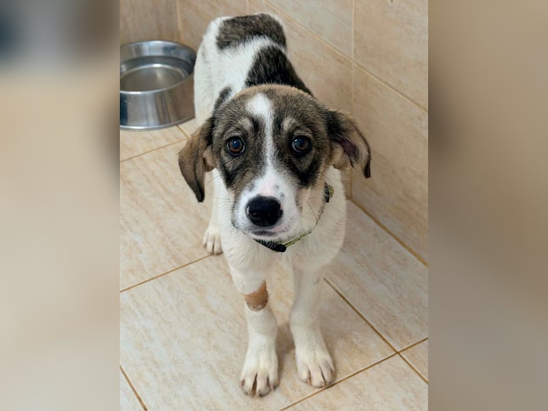 Kleine Lani sucht ihr Zuhause ❤