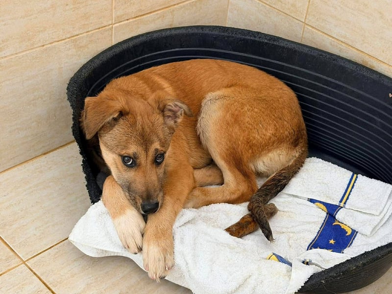 Kiki - liebevolles Zuhause gesucht ❤️