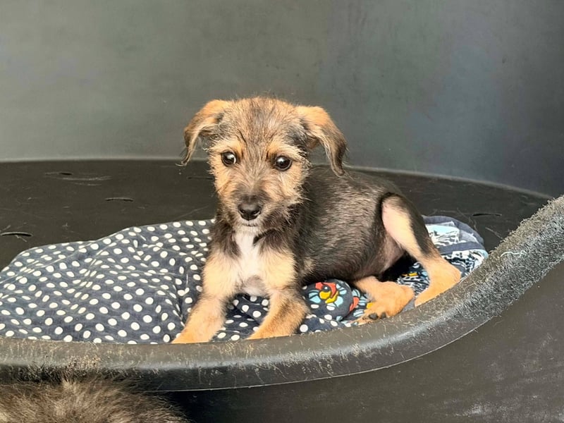 Scottie auf der Suche nach seinem großen Glück ❤