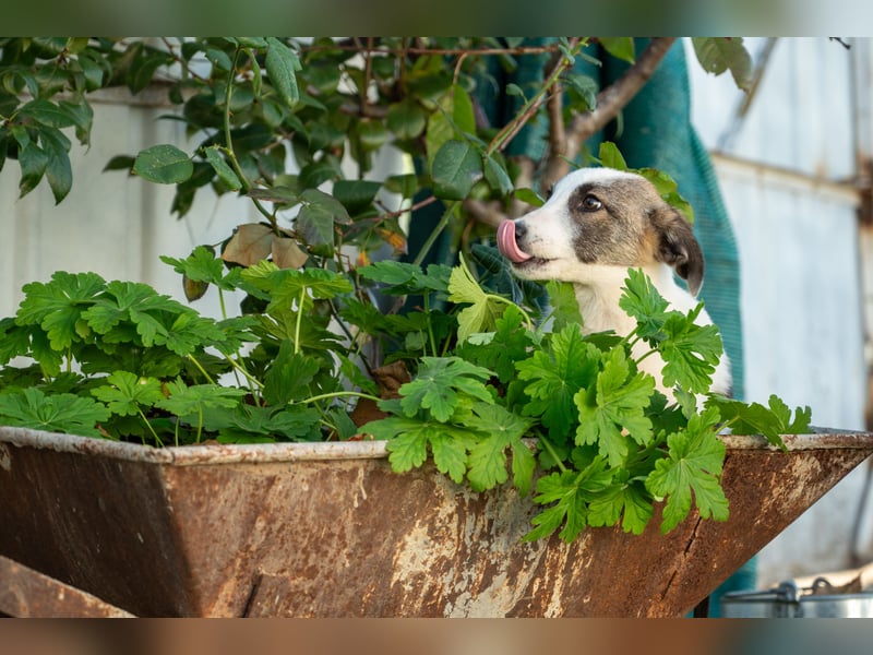 Ricky - Kleine Fellnase mit großem Herzen sucht Dich❤️