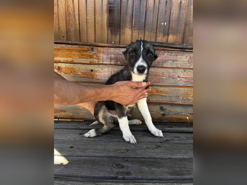 Raiko - Kleiner neugieriger Schatz auf der Suche nach liebevollen Menschen ❤️