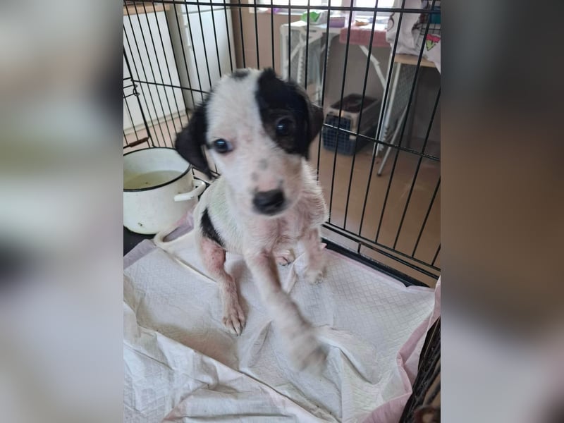 Die kleine Inara sucht ihr Zuhause ❤