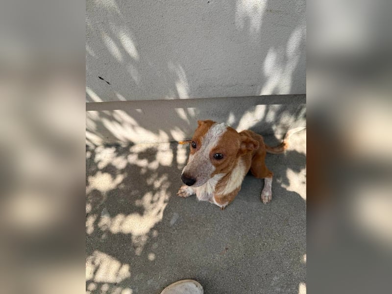 Quixi - Liebevolle Hundemama sucht ihr Zuhause ❤