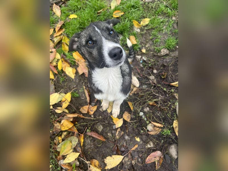 Raiko - Kleiner neugieriger Schatz auf der Suche nach liebevollen Menschen ❤️