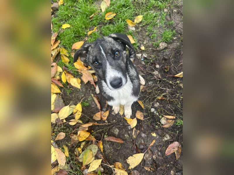 Raiko - Kleiner neugieriger Schatz auf der Suche nach liebevollen Menschen ❤️