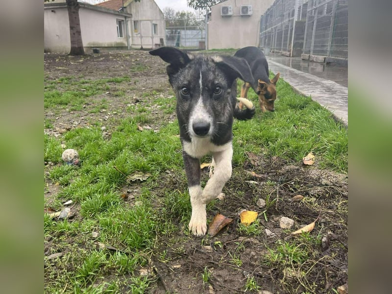 Raiko - Kleiner neugieriger Schatz auf der Suche nach liebevollen Menschen ❤️
