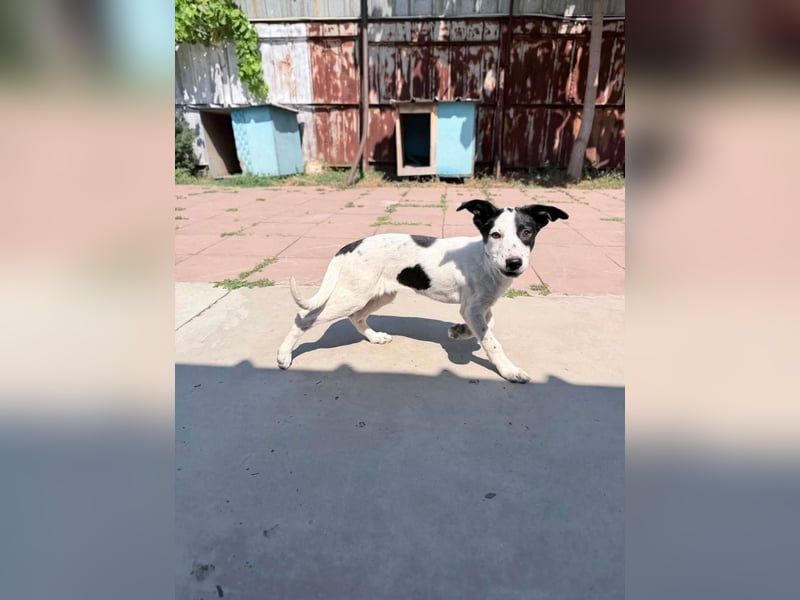 Die kleine Inara sucht ihr Zuhause ❤
