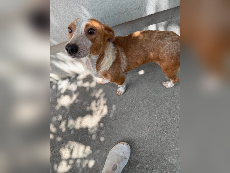 Quixi - Liebevolle Hundemama sucht ihr Zuhause ❤