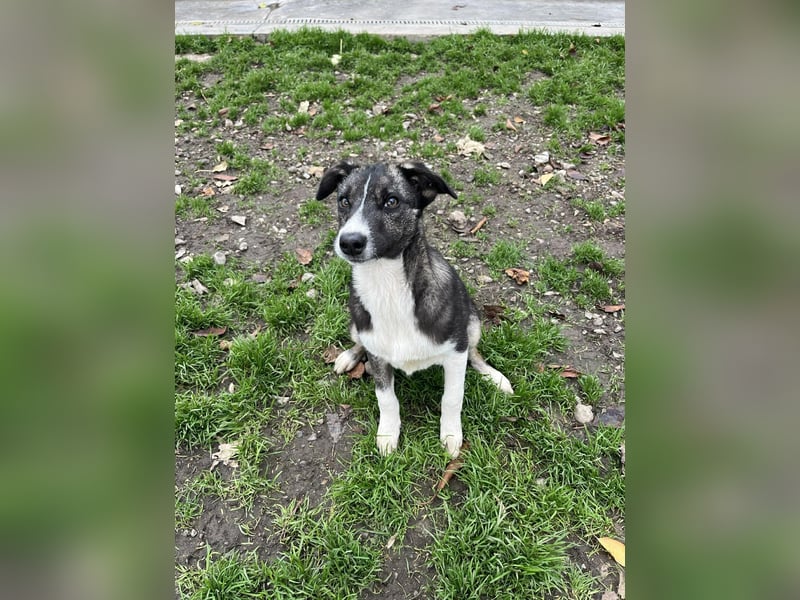 Raiko - Kleiner neugieriger Schatz auf der Suche nach liebevollen Menschen ❤️