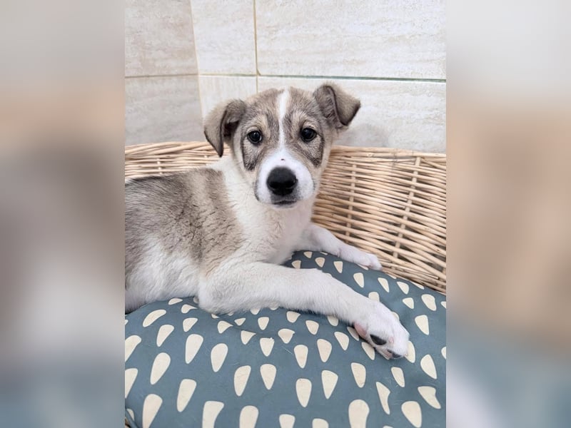 Lando sucht sein Für-immer-Zuhause ❤️