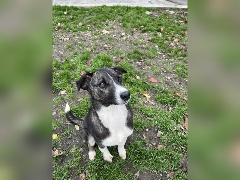 Raiko - Kleiner neugieriger Schatz auf der Suche nach liebevollen Menschen ❤️