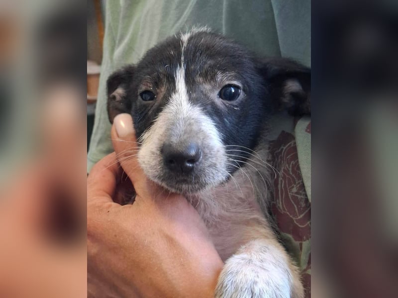 Queenie - auf der Suche nach ihrem Glück ❤