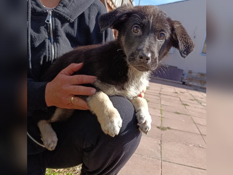 Freddy ein liebenswerter Welpe sucht seine Menschen