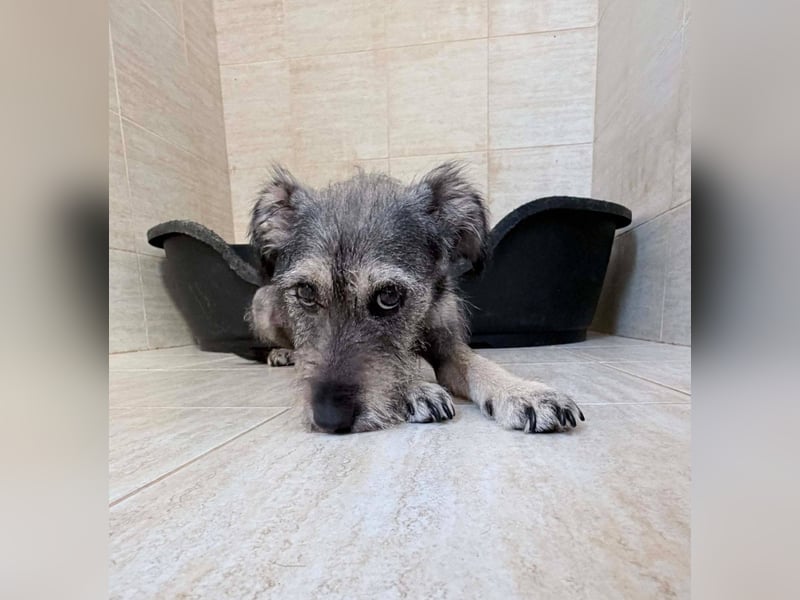 Suki - tapfere Hundemama sucht liebevolles Zuhause ❤