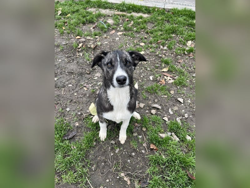 Raiko - Kleiner neugieriger Schatz auf der Suche nach liebevollen Menschen ❤️