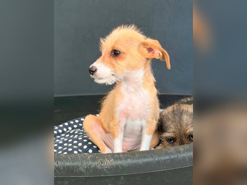 Scruffy – kleiner Welpe sucht ein liebevolles Zuhause ❤