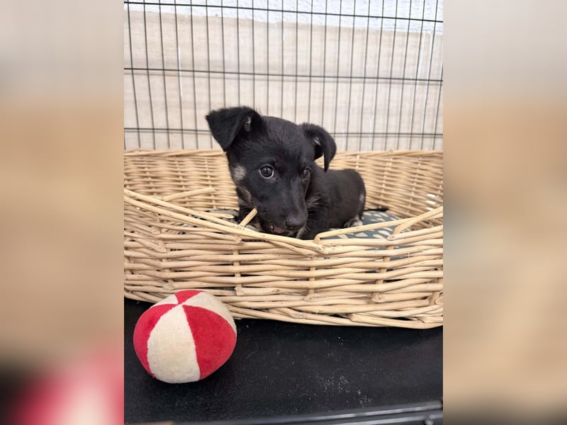 Mojo sucht sein Glück ❤️