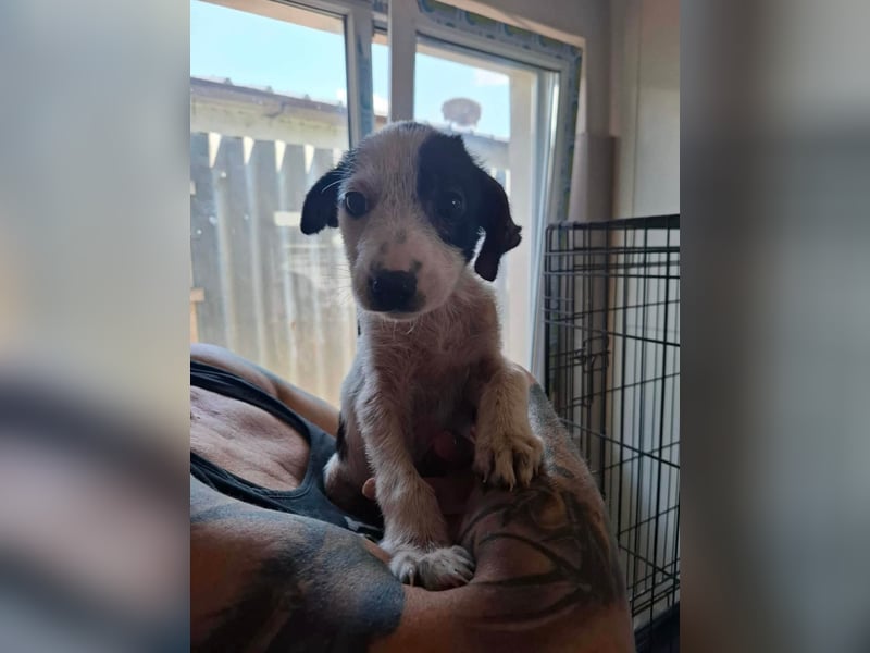 Die kleine Inara sucht ihr Zuhause ❤