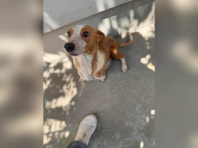 Quixi - Liebevolle Hundemama sucht ihr Zuhause ❤