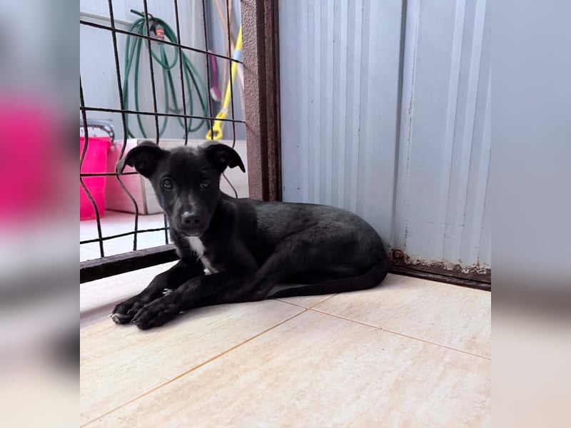 Remo – kleiner Schatz sucht ein sicheres Zuhause ❤