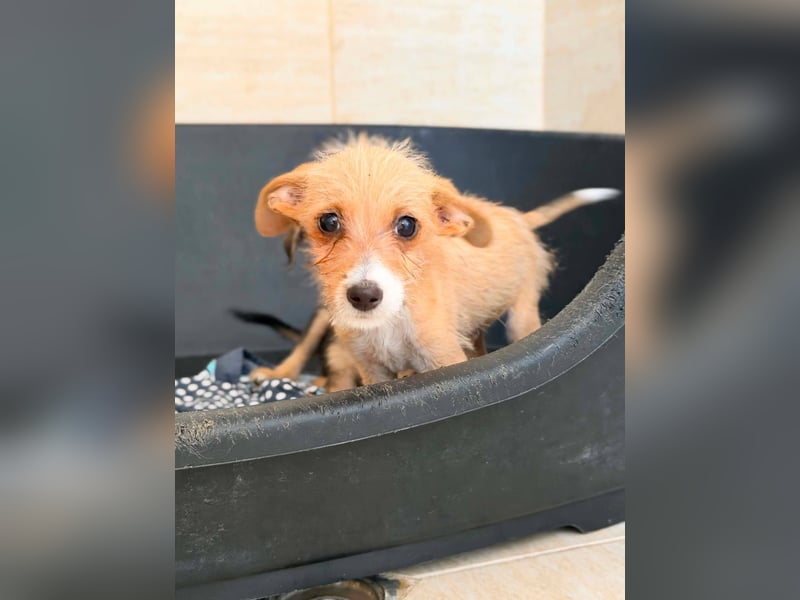 Scruffy – kleiner Welpe sucht ein liebevolles Zuhause ❤