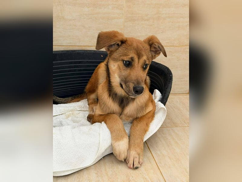 Kiki - liebevolles Zuhause gesucht ❤️