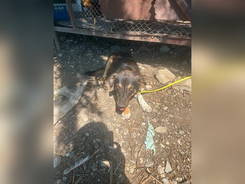 Oskar sucht sein Für-immer-Zuhause ❤