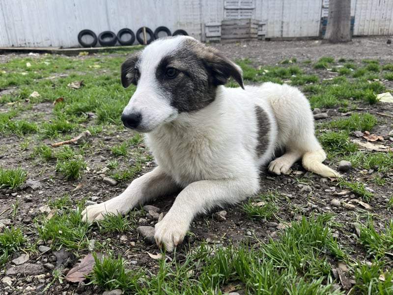 Ricky - Kleine Fellnase mit großem Herzen sucht Dich❤️